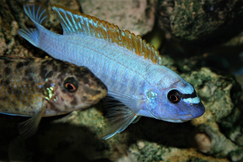 Labeotropheus trewavasae 'Thumbi West Island'